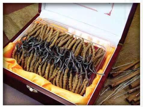 青冈冬虫夏草回收